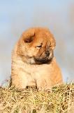 CHOW CHOW 211